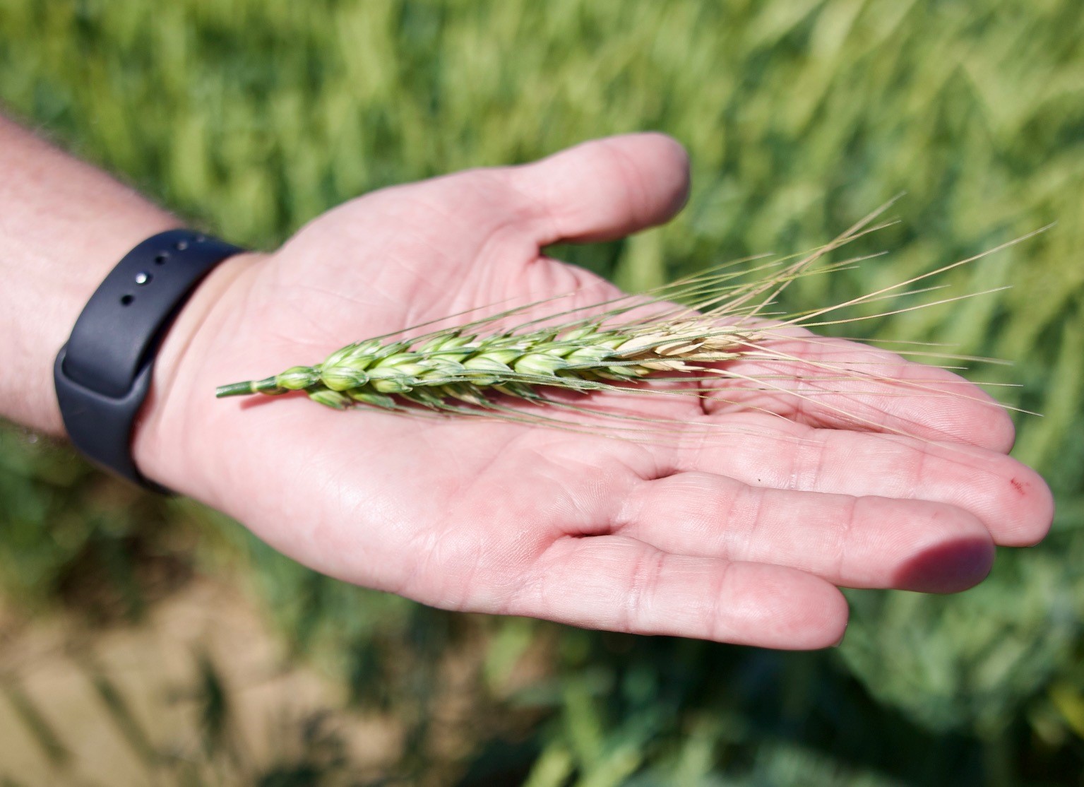 A hand displaying wheat in a field.